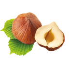 hazelnut 1