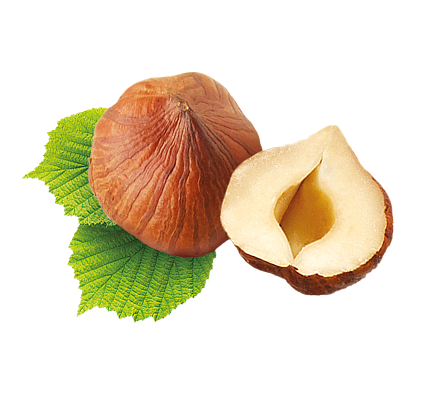 hazelnut 1