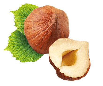 hazelnut 1