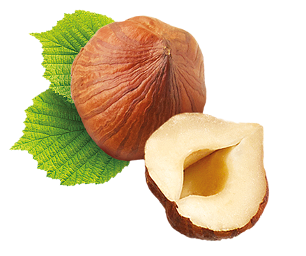 hazelnut 1