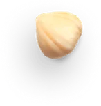 hazelnut 4