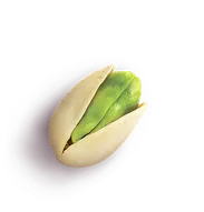 hazelnut 1