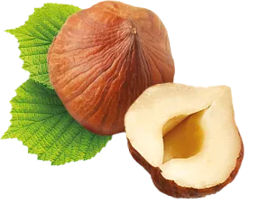 Hazelnut 1
