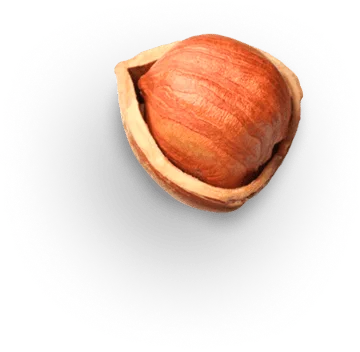 hazelnut 1