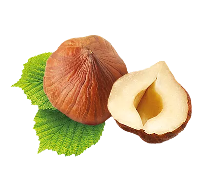 hazelnut 1