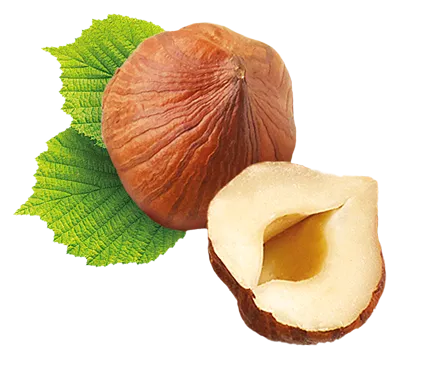 hazelnut 1